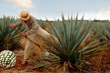 Agave
